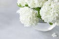 Close-up of delicate white flowers of Viburnum opuses on a gray background. greeting card.