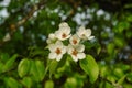 A close up of delicate white flowers of wild pear, copy space Royalty Free Stock Photo