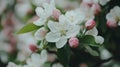 Close-Up of Delicate White and Pink Apple Blossoms in Spring Royalty Free Stock Photo