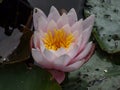 Close-up of the delicate white and pink water-lily flower blooming with yellow middle among green leaves in a pond in summer Royalty Free Stock Photo