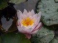 Close-up of the delicate white and pink water-lily flower blooming with yellow middle among green leaves in a pond in summer Royalty Free Stock Photo