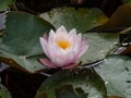 Close-up of the delicate white and pink water-lily flower blooming with yellow middle among green leaves in a pond in summer Royalty Free Stock Photo