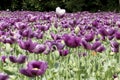 Close-up of a single white poppy in a purple poppy field Royalty Free Stock Photo