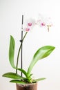 Close up of delicate white and vivid pink Phalaenopsis orchid flowers in full bloom and green leaves in a garden pot isoated on wh Royalty Free Stock Photo