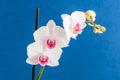 Close up of delicate white and vivid pink Phalaenopsis orchid flowers in full bloom isolated on dark blue studio background Royalty Free Stock Photo