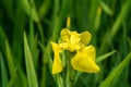 Close up of a delicate wild yellow iris flower in full bloom, in a garden in a sunny summer day, beautiful outdoor floral backgrou Royalty Free Stock Photo