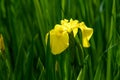 Close up of a delicate wild yellow iris flower in full bloom, in a garden in a sunny summer day, beautiful outdoor floral backgrou Royalty Free Stock Photo