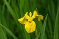 Close up of a delicate wild yellow iris flower in full bloom, in a garden in a sunny summer day, beautiful outdoor floral backgrou Royalty Free Stock Photo