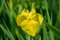 Close up of a delicate wild yellow iris flower in full bloom, in a garden in a sunny summer day, beautiful outdoor floral backgrou