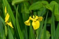 Close up of a delicate wild yellow iris flower in full bloom, in a garden in a sunny summer day, beautiful outdoor floral backgrou Royalty Free Stock Photo