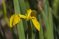 Close up of a delicate wild yellow iris flower in full bloom. Royalty Free Stock Photo