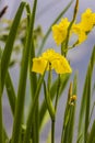 a delicate wild yellow iris flower in full bloom, in a garden in a sunny summer day, beautiful outdoor floral Royalty Free Stock Photo