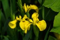 Close up of delicate wild yellow iris flowers in full bloom, in a garden in a sunny summer day, beautiful outdoor floral backgroun