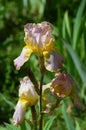 Close up of a delicate wild yellow and pink iris flower in full bloom, in a garden in a sunny summer day, beautiful outdoor floral Royalty Free Stock Photo