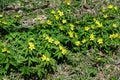 Close up of delicate yellow flowers of Ranunculus repens plant commonly known as the creeping buttercup, creeping crowfoot or sit