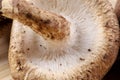 Close up of delicious edible brown mushrooms Royalty Free Stock Photo