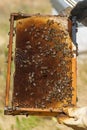 Close-up of a delicious honeycomb with bees held by a beekeeper