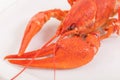 Close up of delicious steamed lobster