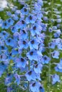 Close up of a delphinium elatum flower in bloom. Royalty Free Stock Photo
