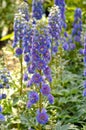 Delphinium Highlander Sweet Sensation