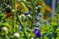Close-up of delphinium plant in a garden with blue flowers, foxglove. Royalty Free Stock Photo