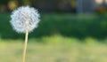 Close up of Dendalion flower on meadow Royalty Free Stock Photo