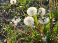 Close up of Dendalion flower on meadow Royalty Free Stock Photo