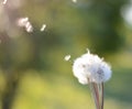 Close up of Dendalion flower on meadow