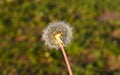 Close up of Dendalion flower on meadow