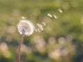 Close up of Dendalion flower on meadow