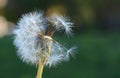 Close up of Dendalion flower on meadow