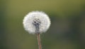 Close up of Dendalion flower on meadow