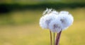 Close up of Dendalion flower on meadow