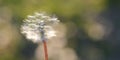 Close up of Dendalion flower on meadow