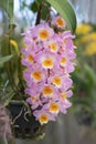 Close-up of Dendrobium farmeri Pink orchid bouquet in the hanging basket. The petals are white and pink and the lips are yellow.