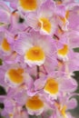 Close-up of Dendrobium farmeri Pink orchid bouquet. The petals are white and pink and the lips are yellow.