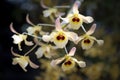 Close-up of Dendrobium friedericksianum orchids bouquet with yellow petals and brown spotted on lips.