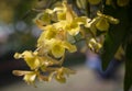 Close-up of Dendrobium friedericksianum orchids bouquet with yellow petals hanging in the garden with natural sunlight.