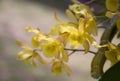 Close-up of Dendrobium friedericksianum orchids bouquet with yellow petals hanging in the garden with natural sunlight.