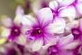 Close up Dendrobium orchid hybrids in the garden.Selective focus beautiful purple orchid.