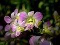 Close-up on a Dendrobium orchid under natural light