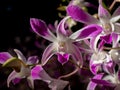 Close-up on a Dendrobium orchid under natural light