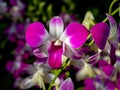 Close-up on a Dendrobium orchid under natural light