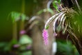 Close-up Dendrobium Secundum Purple pink orchid flower and text box, natural background Royalty Free Stock Photo