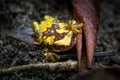 Close up of a Dendropsophus ebraccatus frog on the wet ground, next to a brown leaf