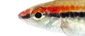 Close-up of a Denison barb face, Sahyadria denisonii, isolated Royalty Free Stock Photo