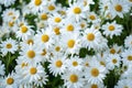 A close up of a dense cluster of white daisy flowers, symbolizing simplicity and innocence. Ideal for springtime