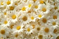 A close up of a dense cluster of white daisy flowers, symbolizing simplicity and innocence. Ideal for springtime