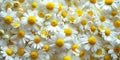 A close up of a dense cluster of white daisy flowers, symbolizing simplicity and innocence. Ideal for springtime