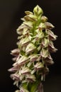 Close up of a Dense flowered orchid inflorescense - Neotinea maculata